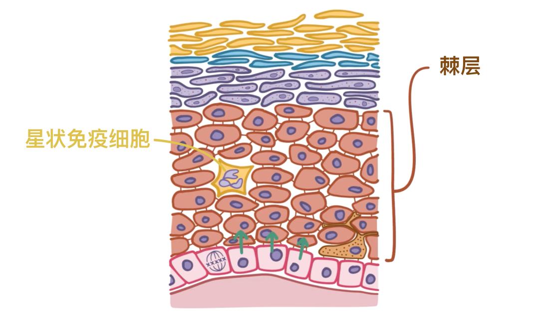 当基底层中的角质形成细胞成熟并失去