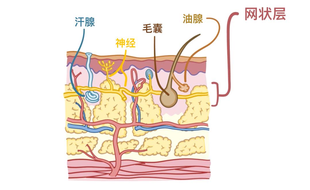 thymic corpuscle图片