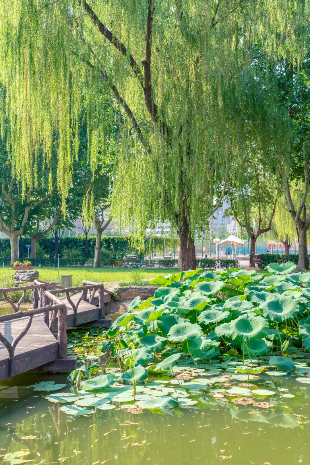 忽觉夏深,"荷"以消夏