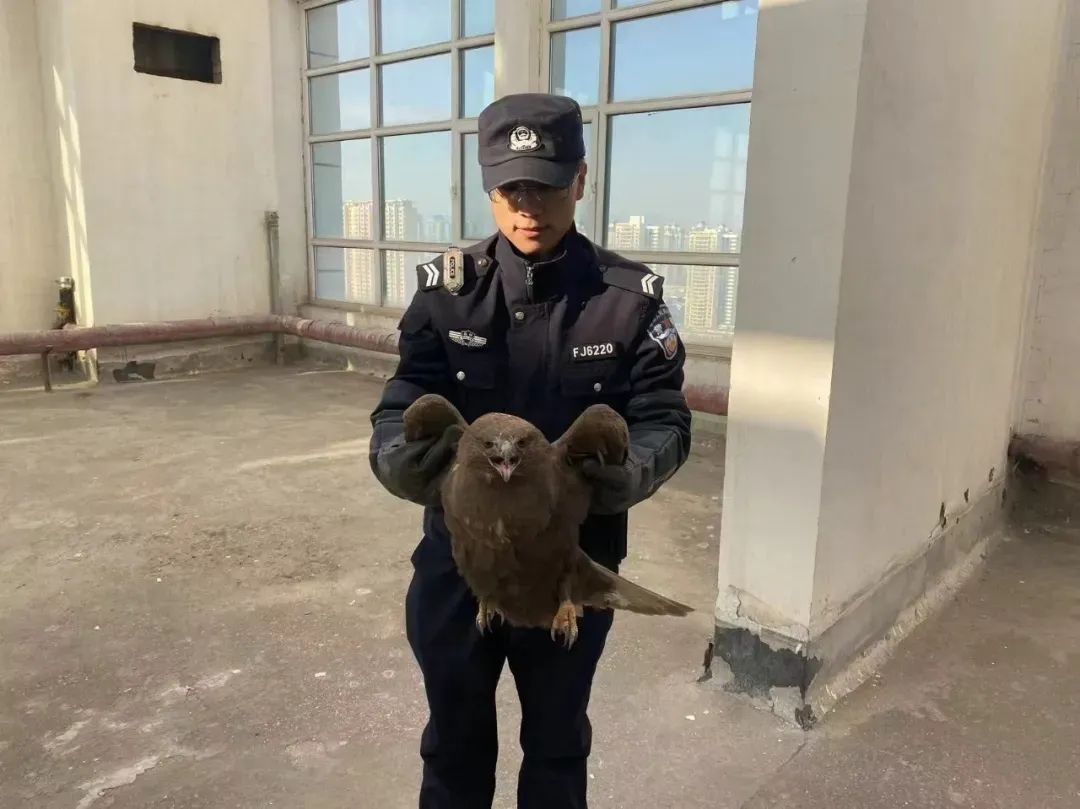 兰州市森林公安积极救助各类野生动物构筑生态安全屏障