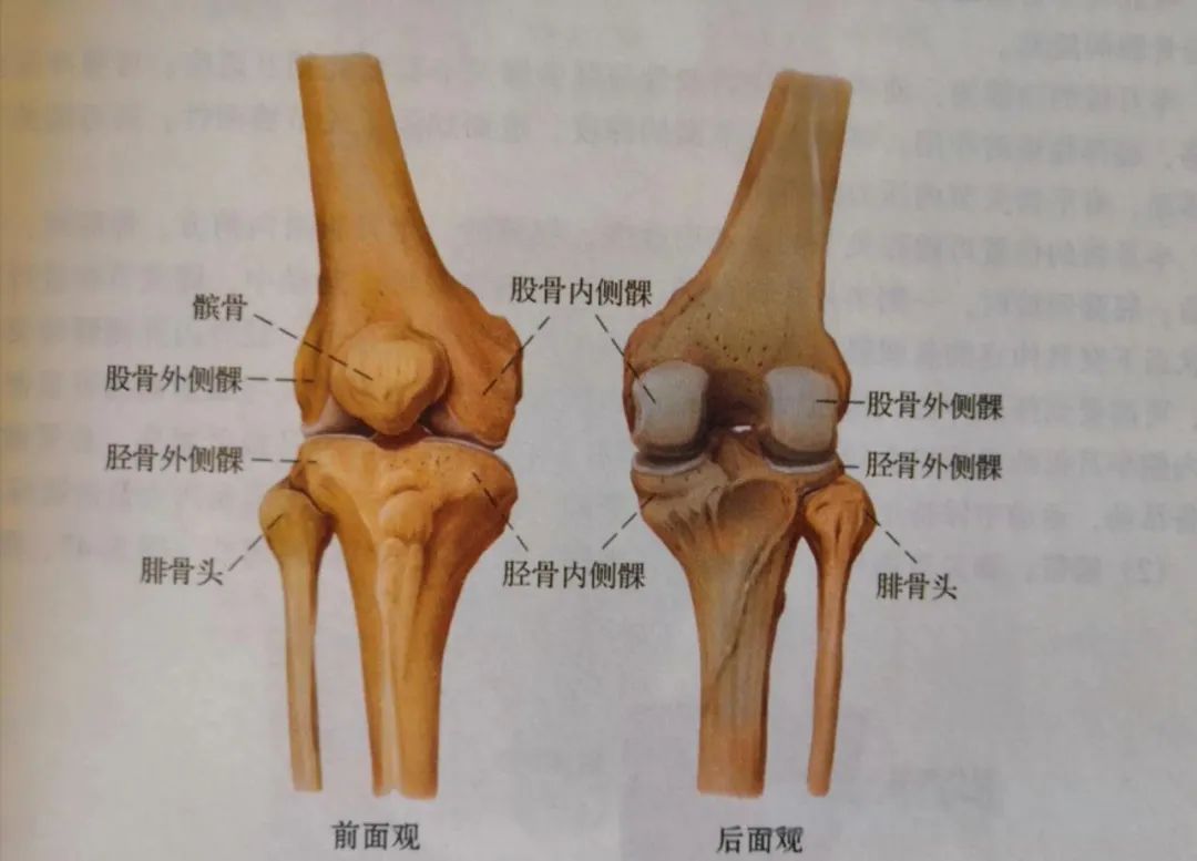 由股骨,胫骨和髌骨(也就是我们常说的膝盖骨)组成,周围有多条韧带
