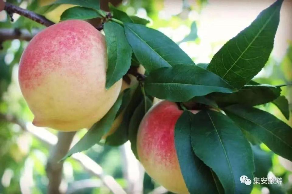 吉林必吃宝藏级水果