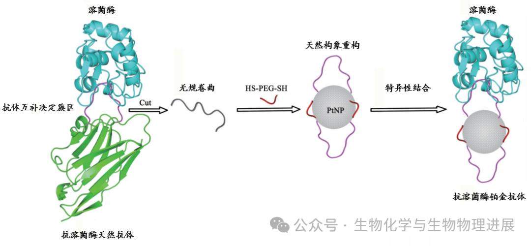 图3 抗溶菌酶铂抗体的设计方案展望:从蛋白质折叠到分子构象工程简单