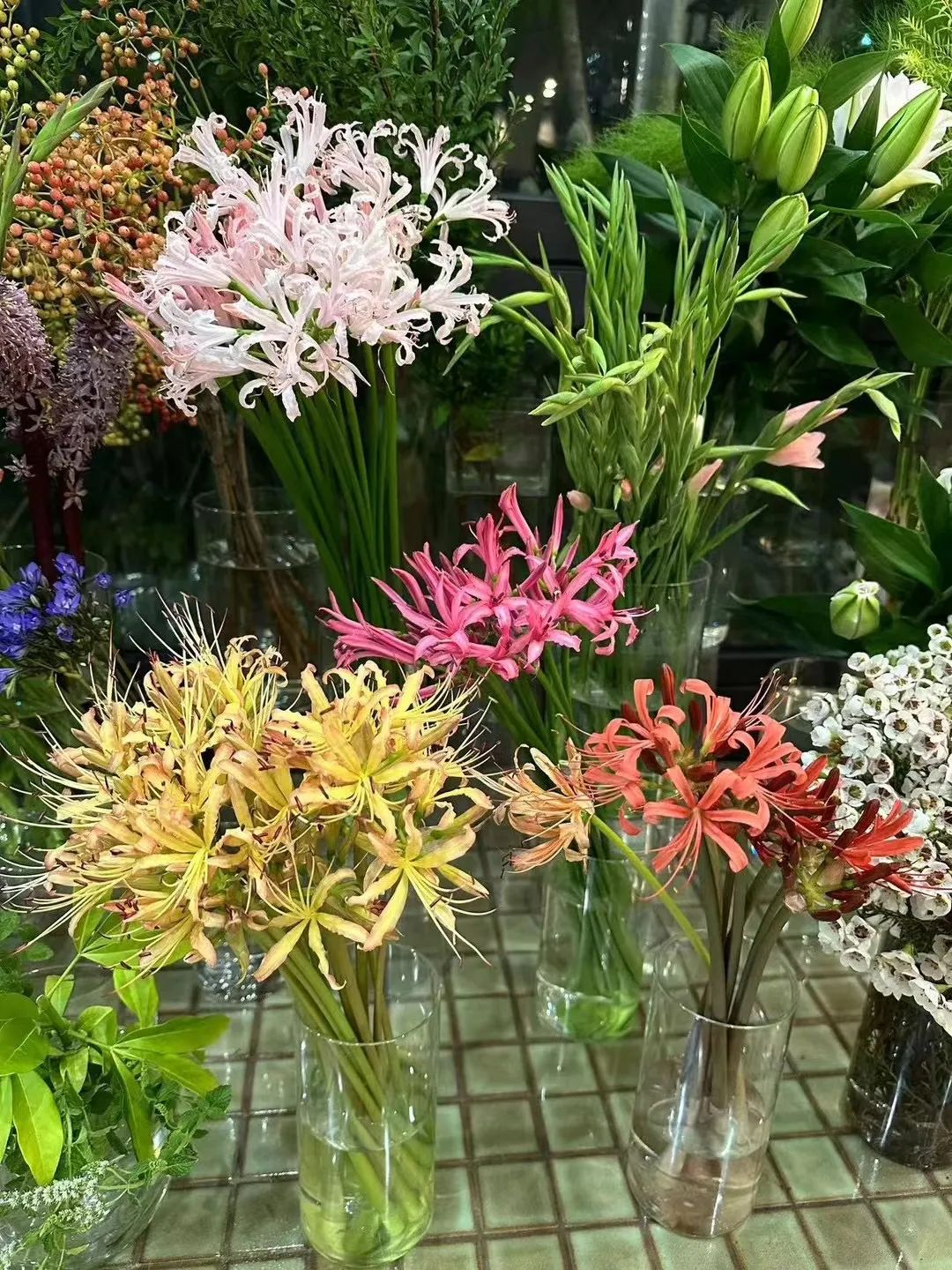 石蒜赏花季丨为期5天,这个清爽透心的专题科普展不容错过!