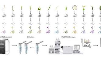 首个水稻全景定量蛋白质组图谱发布