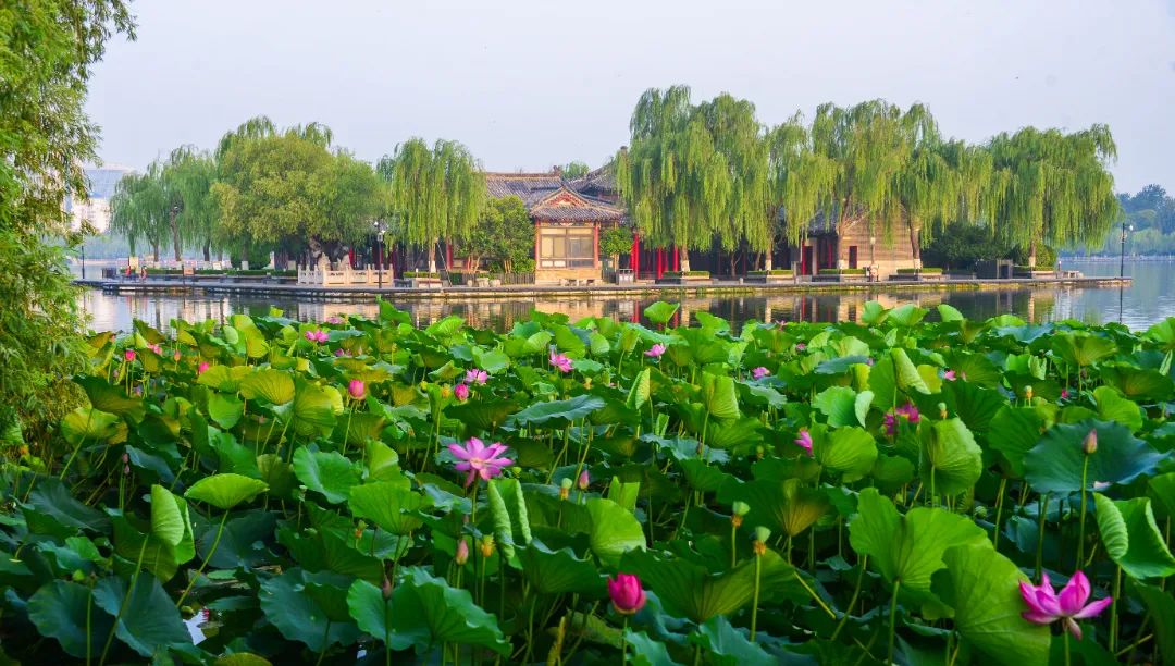 大明湖荷花品种大赏,你最爱哪一款?