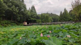 重慶華巖寺28畝塘栽荷花競相綻放，盡享夏日的愜意時光