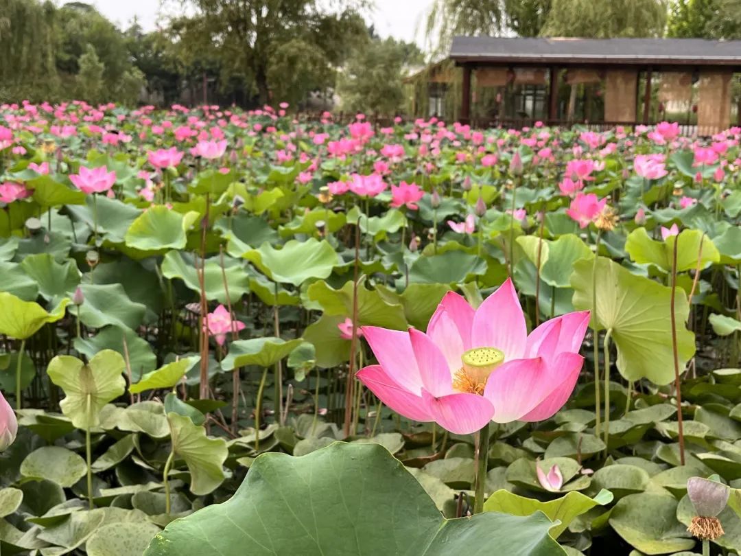 出片打卡地是一个不错的摩天轮也能映入画中美丽的荷花池全景就能拍摄