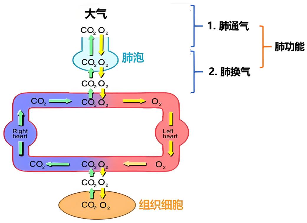 自循环通气系统图片