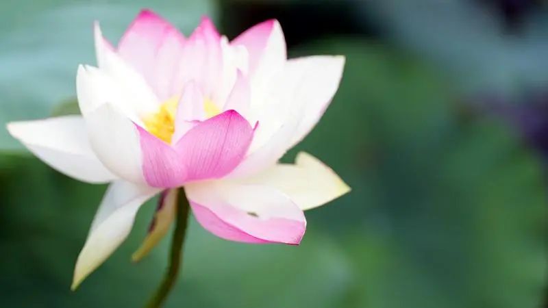 普者黑"十字型"大洒锦荷花娇艳绽放