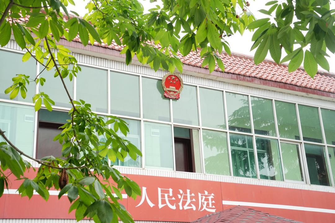 无数的"金蛋蛋"挂满枝头成片成片的猕猴桃园里在周至县的哑柏镇生机
