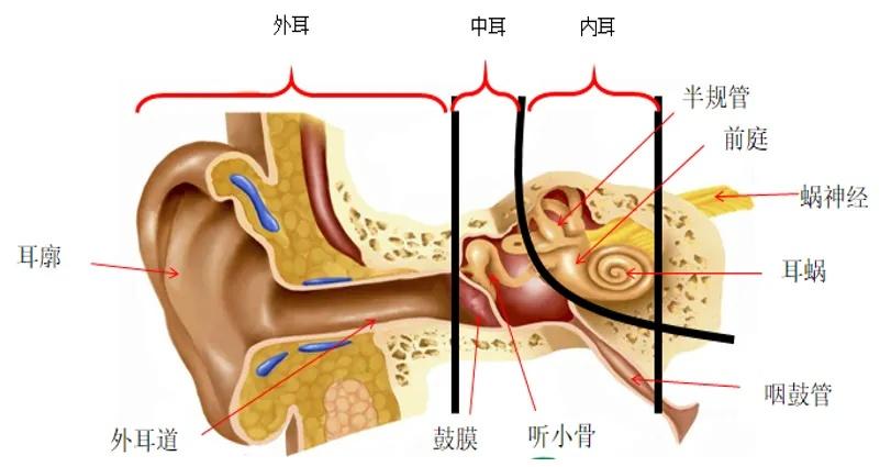 耳朵结构图高清图片