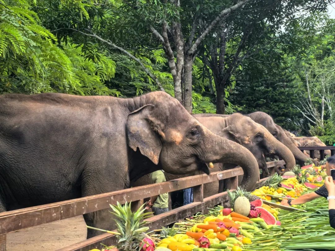 "世界大象日"公益宣传活动在西双版纳野象谷举办