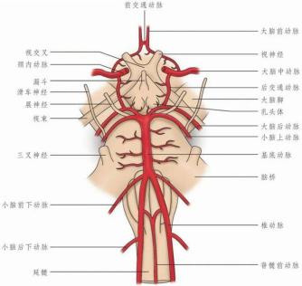 中枢前庭系统的血供主要来自于后循环系统