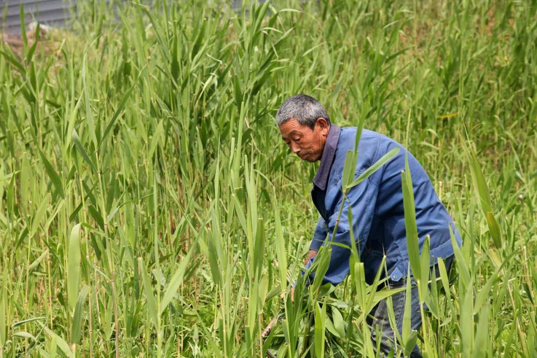 【昌黎文化行】刘台庄镇:马庄子人的平凡生活