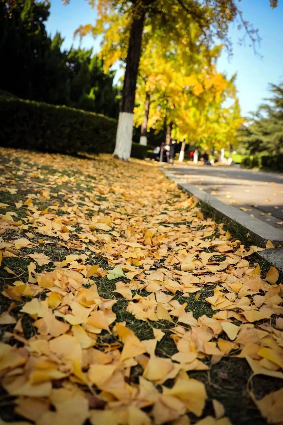 株紫荆花竞相开放三月的柳州▲紫荆花点缀柳州一花一叶交相辉映秋叶落