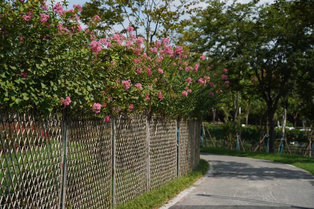 上海首座紫薇园已进入盛花期!打卡又有新地方啦