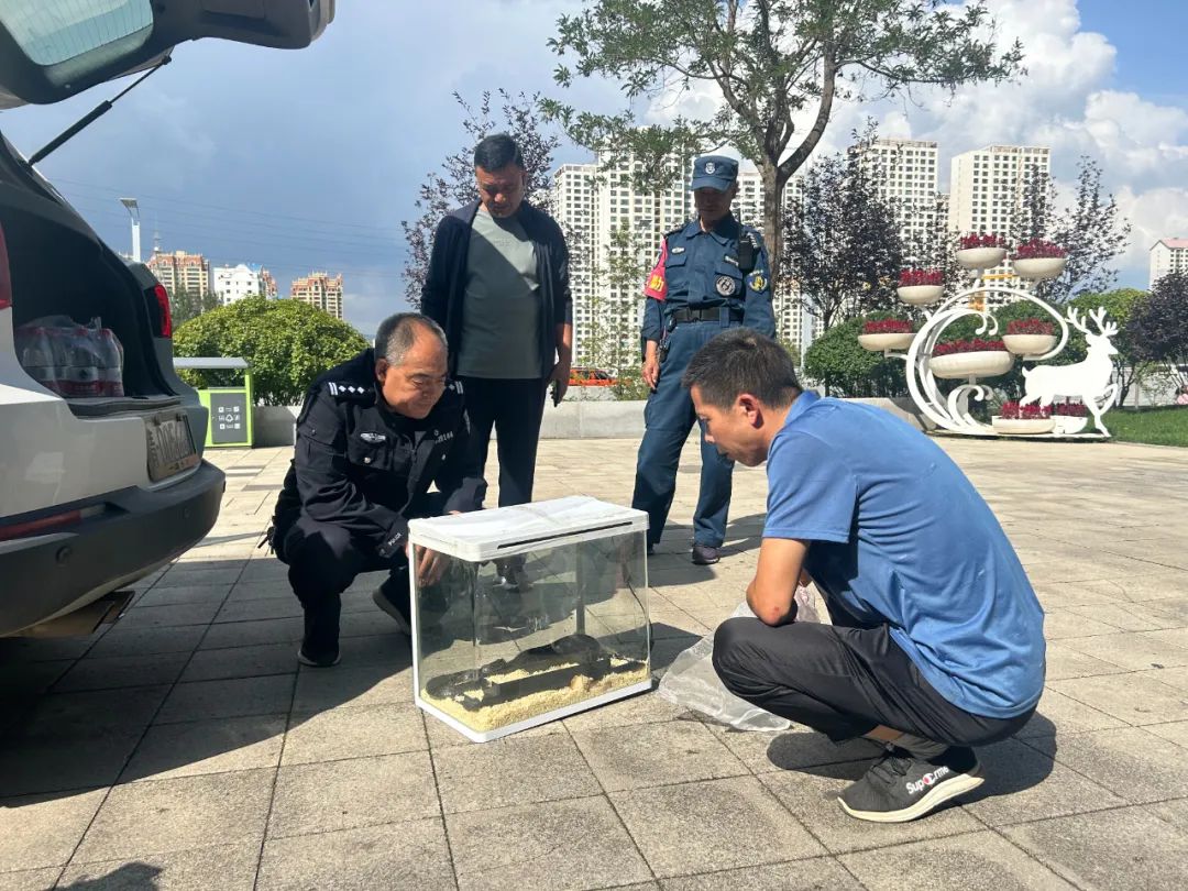 黑蛇杀kbo案黑蛇照片图片