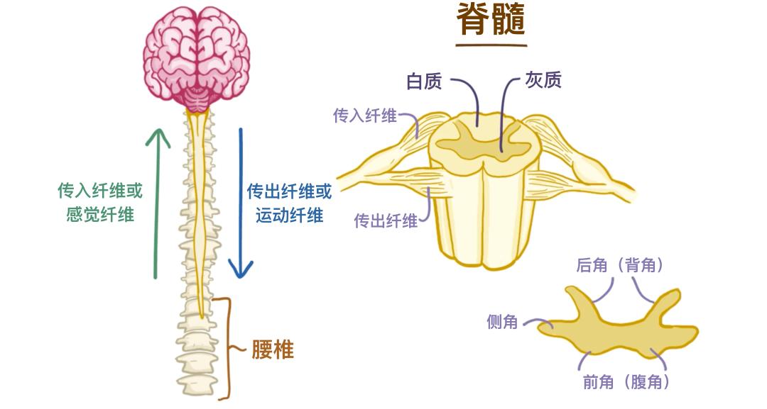 脊神经前后支图片