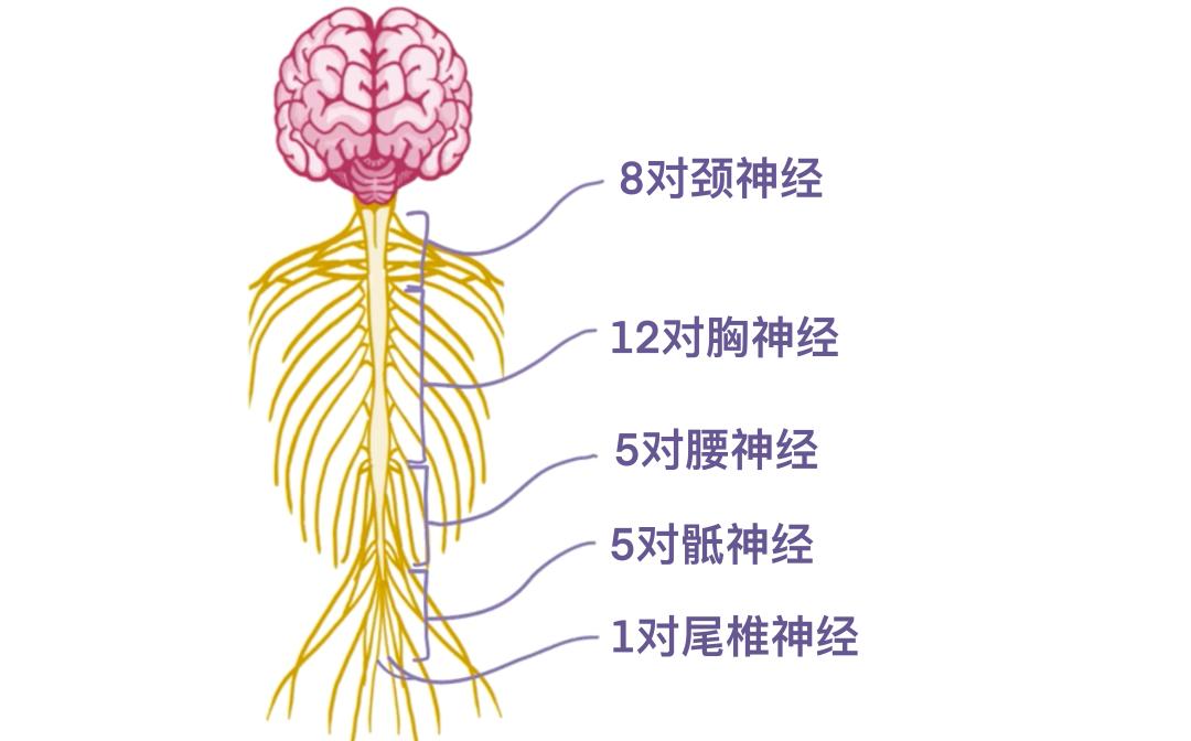 神经根袖位置图片