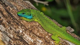 世界蜥蜴日：認(rèn)識特殊的鱗片動物