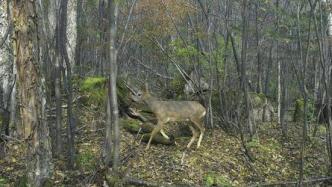 在國家級自然保護區內非法狩獵野生動物100余只，警方抓捕9人！