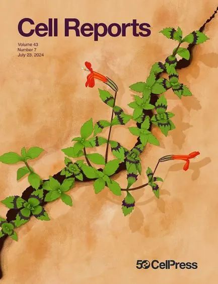 2024年7月，这些研究登上了Cell Press期刊封面_澎湃号·湃客_澎湃新闻-The Paper