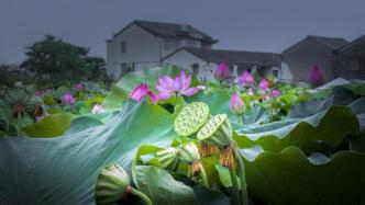 臺(tái)州椒江：水鄉(xiāng)風(fēng)景美，游人享清涼