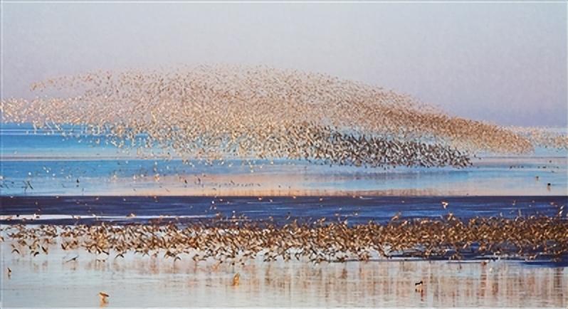 辽宁丹东鸭绿江口湿地国家级自然保护区:守护好珍稀濒危野生动物栖息