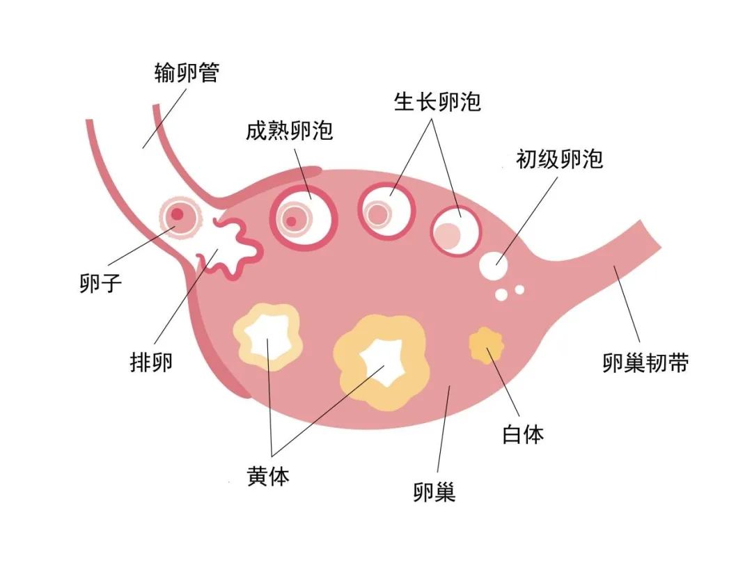 子宫下段形成图片