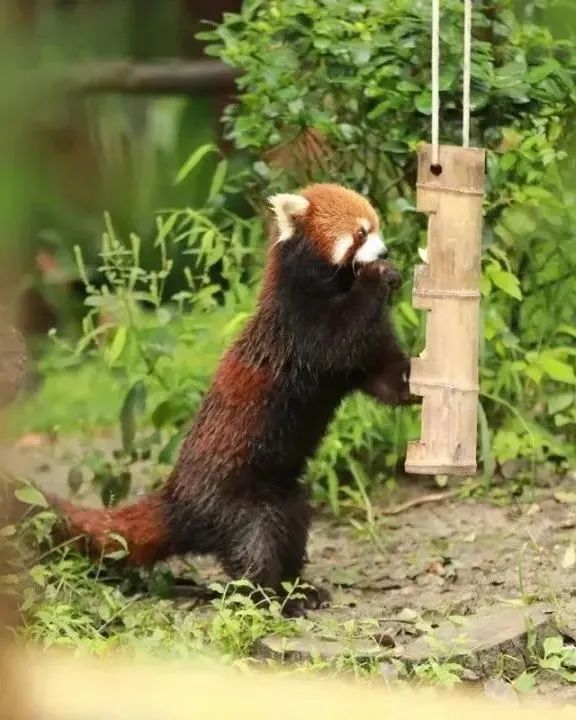 上海动物园小熊猫图片