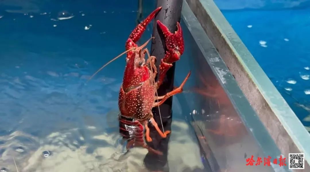 【哈尔滨的幸福密码】从"舌尖美味"到"致富典范"|冰城寒地小龙虾长成