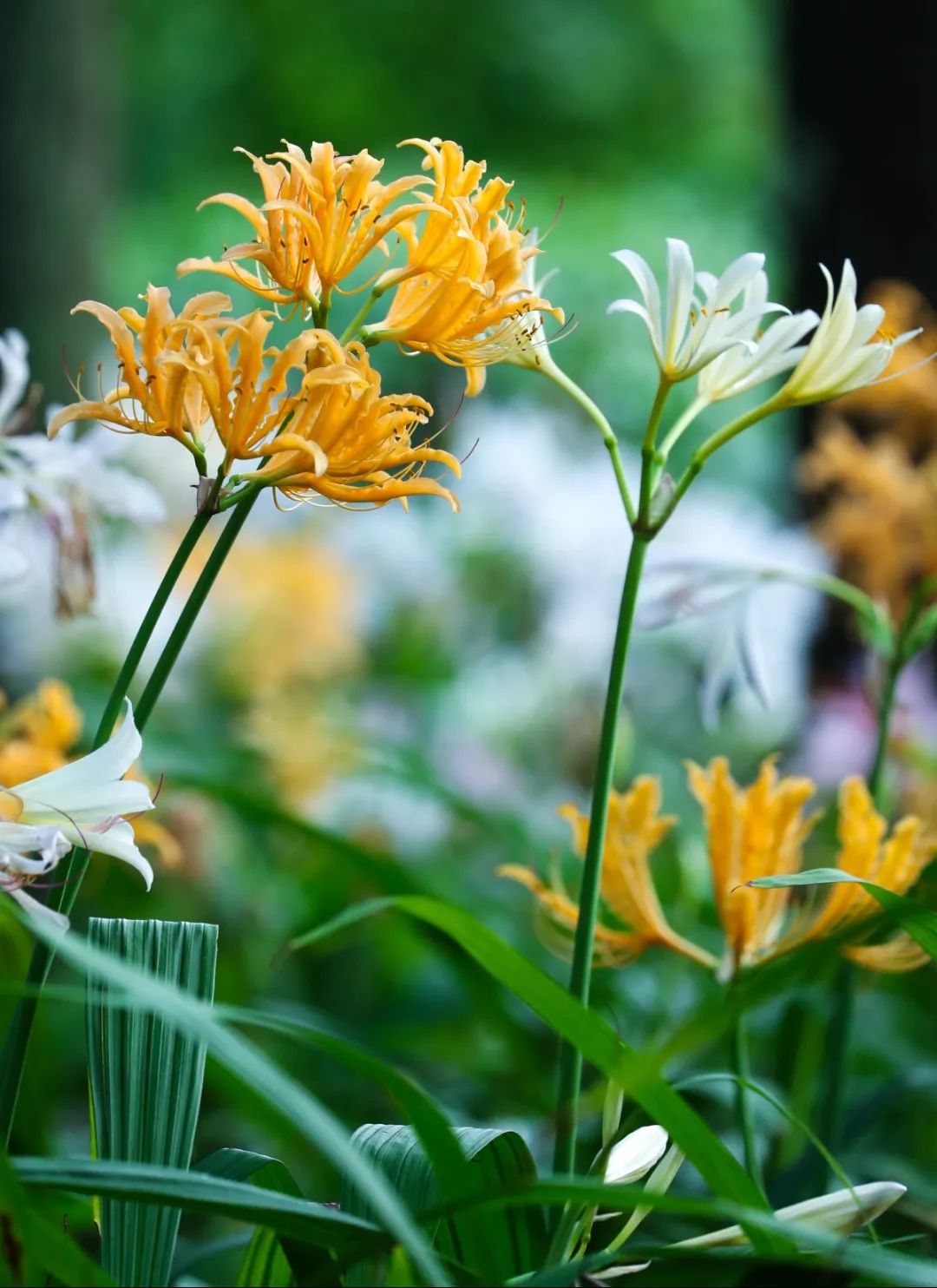 金灯魅影丨石蒜的"双重身份"