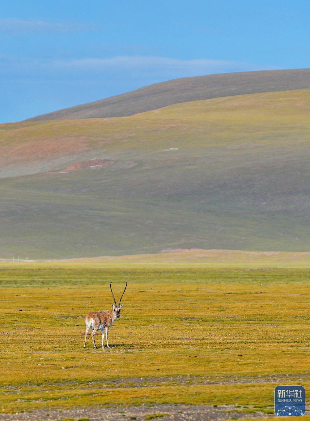 西藏申扎:藏羚羊种群数量持续增加