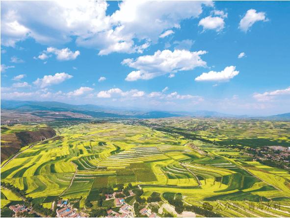 黄河生态草坪基地图片