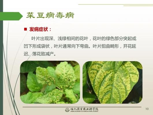 【雪城"她"科创∣科技助农"云"课堂】⑩油豆角缺素症及常见病害的防治