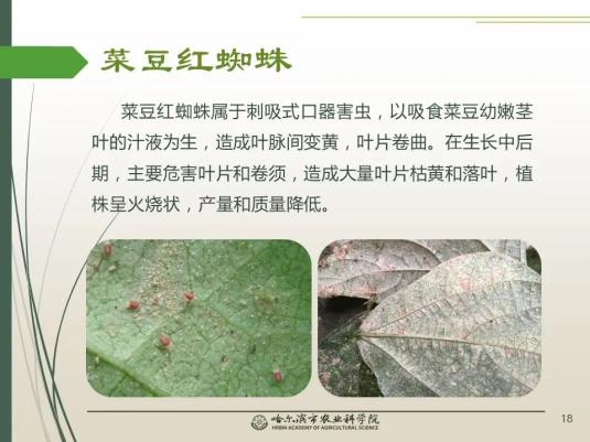 【雪城"她"科创∣科技助农"云"课堂】⑩油豆角缺素症及常见病害的防治