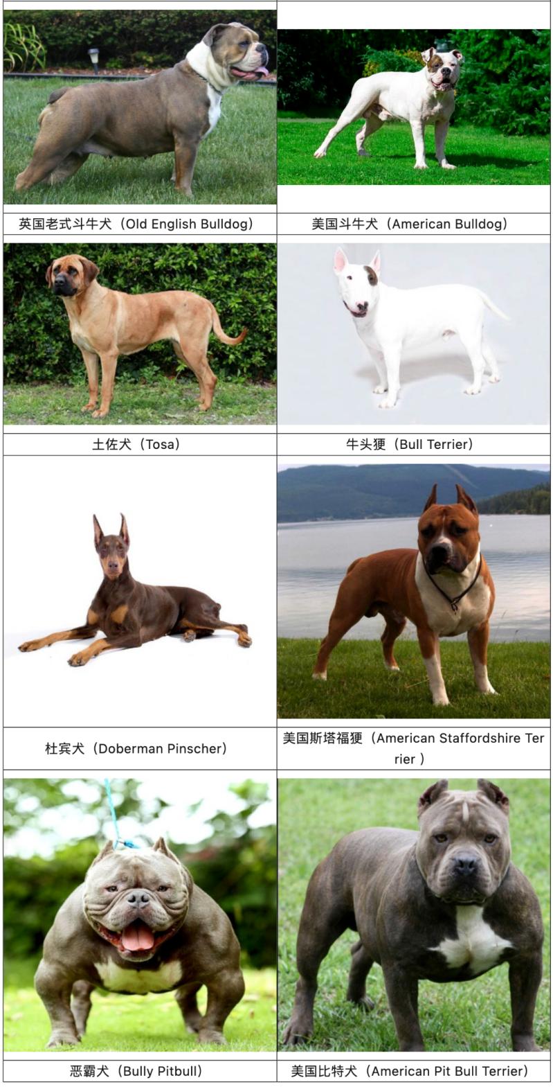 十大禁犬图片