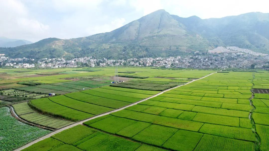 着这又是一个丰收年万亩稻田悠悠稻香扑鼻曲靖市会泽县娜姑坝子的当下