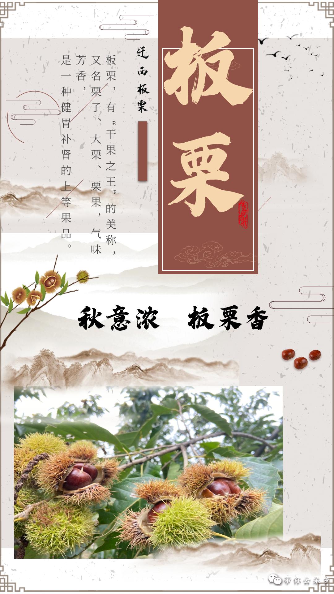 秋意浓,板栗香