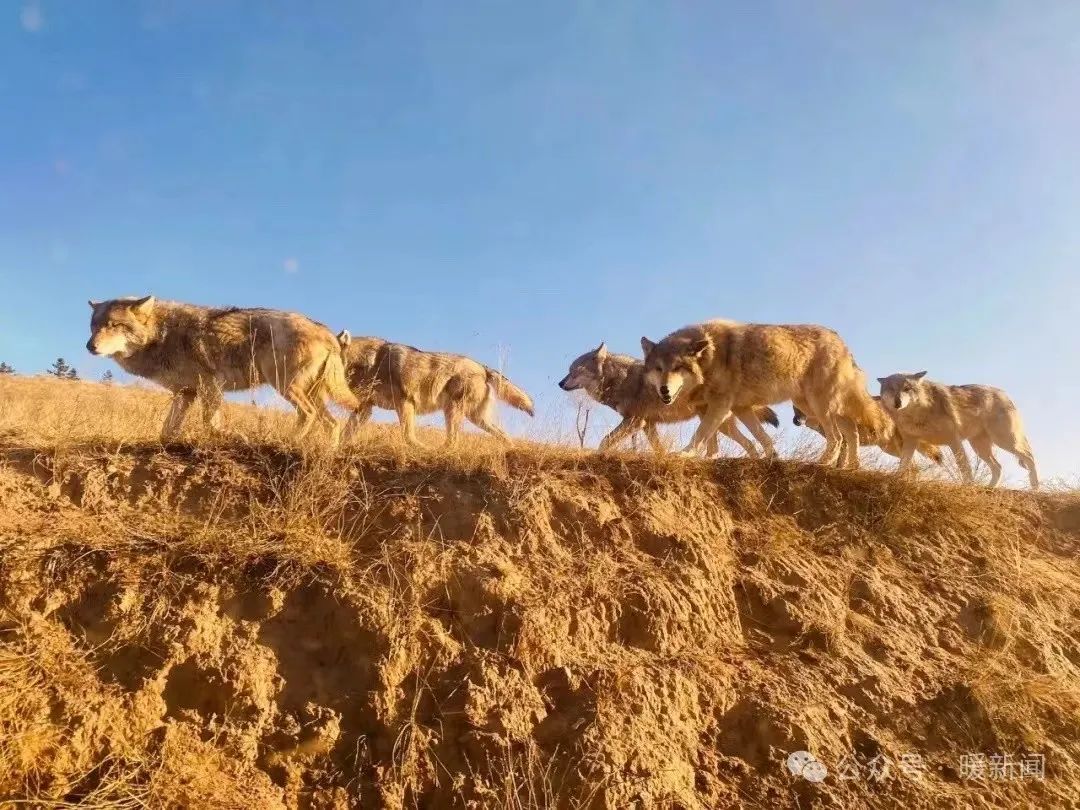 中国野生狼现状图片