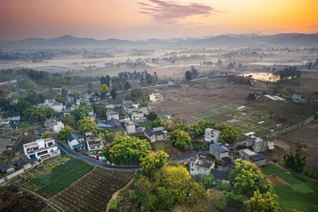龙泉驿区:宝地胜景葡萄香 “客家村”书写乡村振兴美丽画卷