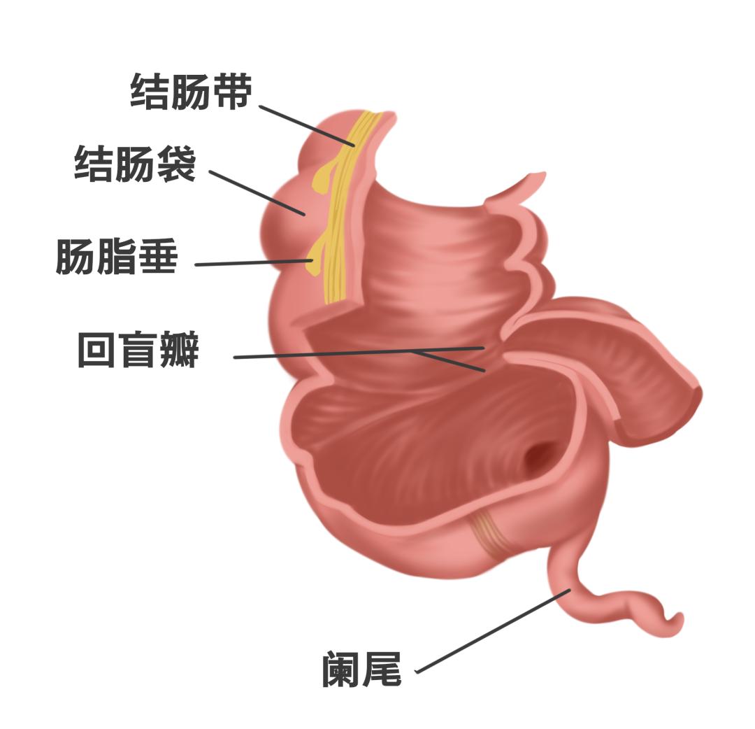 知名男演员暴瘦,竟是急性阑尾炎!人人都可能遇上,中医治疗有奇效