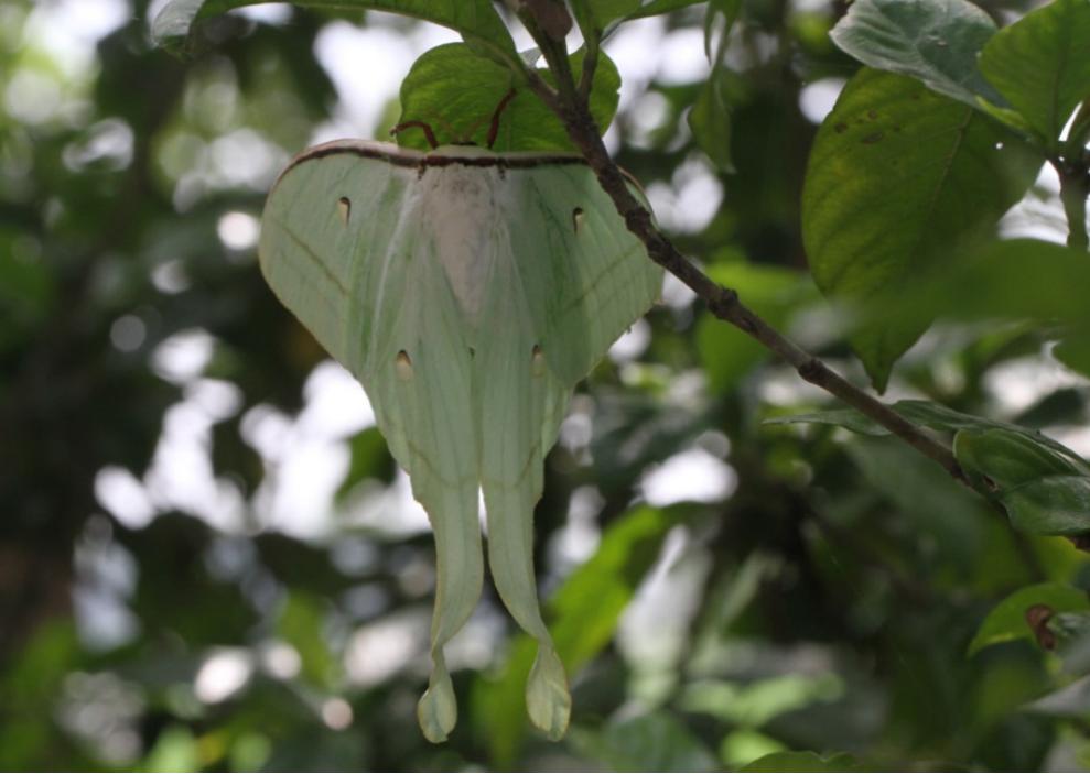 中秋来临,来认识一下月神蛾