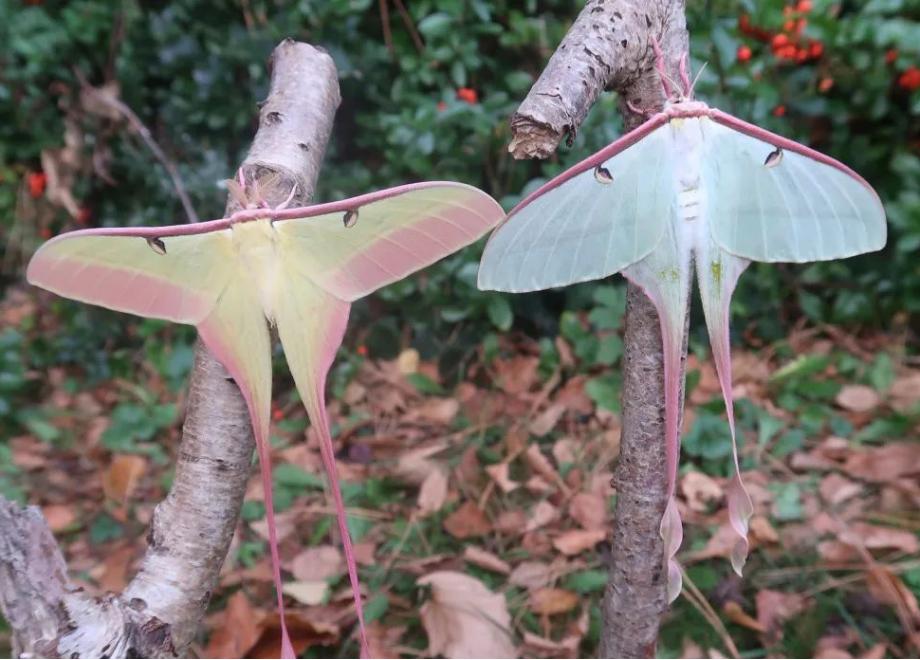 中秋来临,来认识一下月神蛾