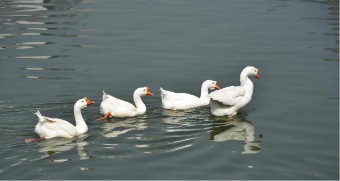 家乡的美食|四季鹅