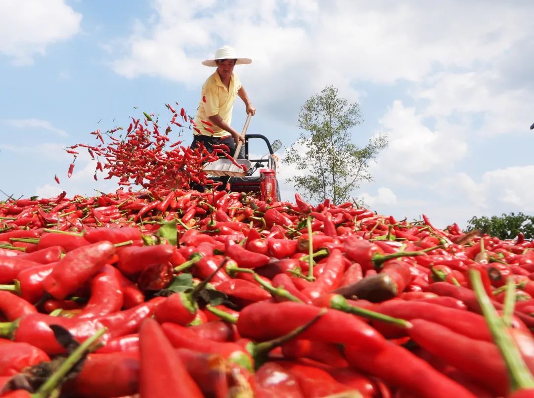收获殆尽的红辣椒,除了会串起来晒成干辣椒以外,还有一种功用,就是