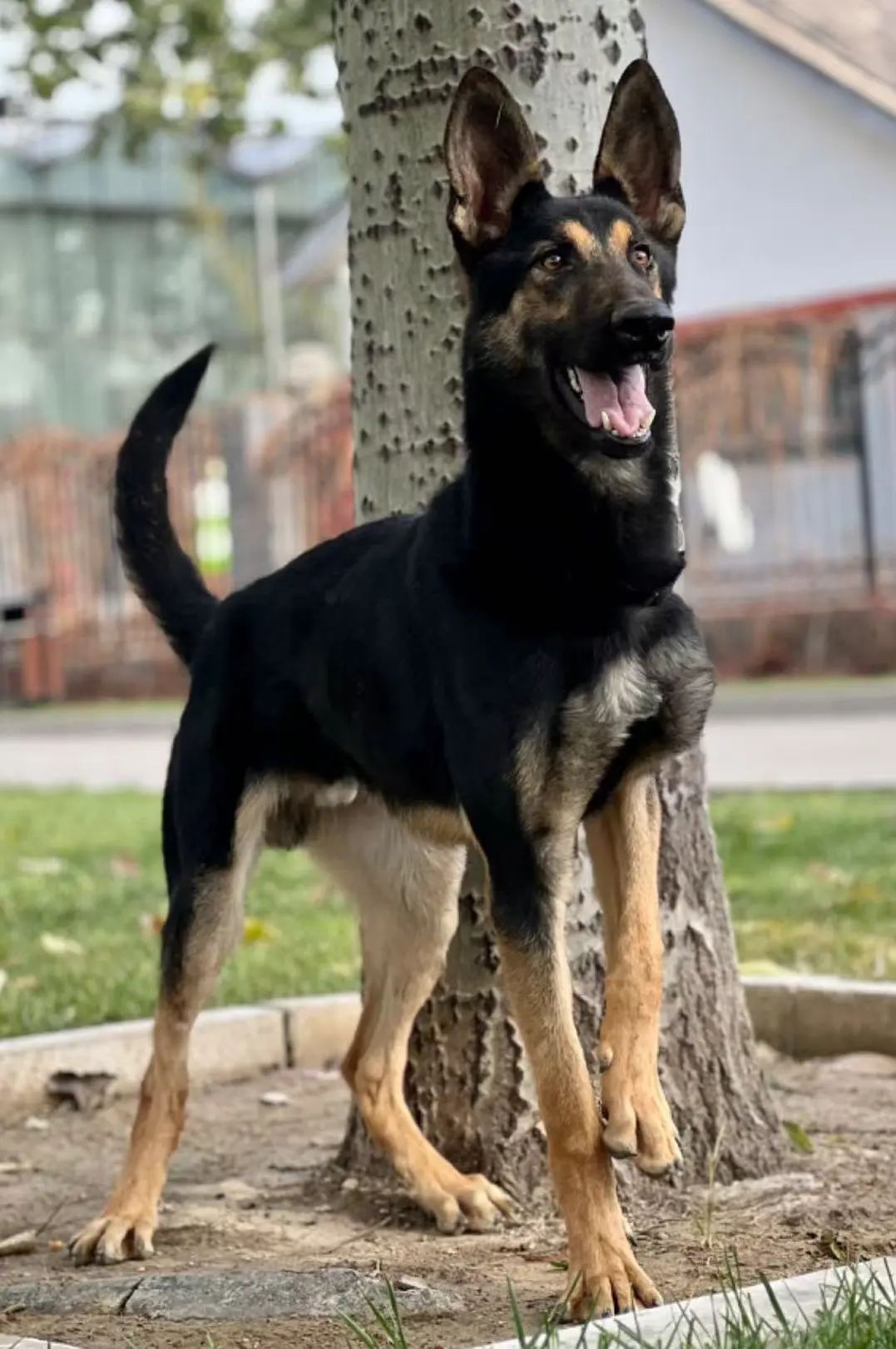 明犬 澎拜新闻
