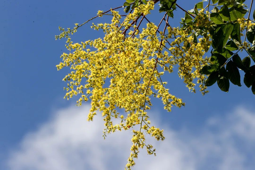 你知道栾树的花期吗？快来抓住夏末初秋的灿烂_澎湃号·政务_澎湃新闻-The Paper
