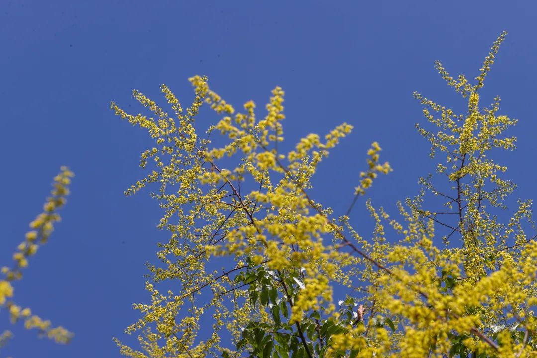 你知道栾树的花期吗？快来抓住夏末初秋的灿烂_澎湃号·政务_澎湃新闻-The Paper